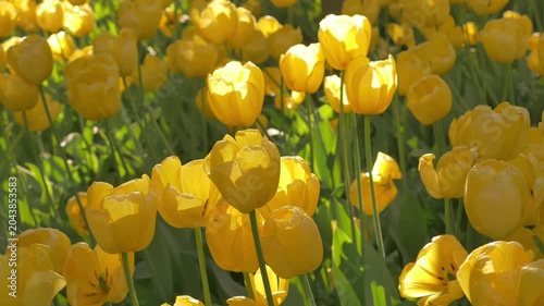 Golden Yellow Tulip Field Glowing in Sunlight, Blooming Spring Flowers Background