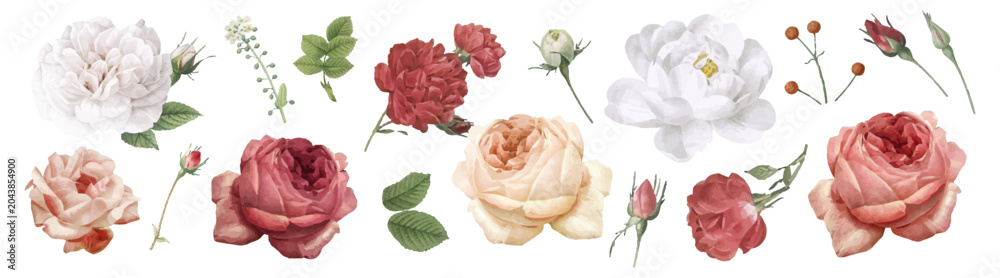Fototapeta premium Vector illustration of various blooming roses and leaves in soft colors.