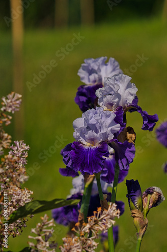 blue violet flower of Iris