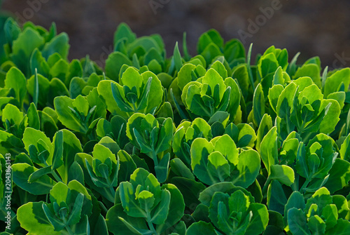 big green leaves of sedum
