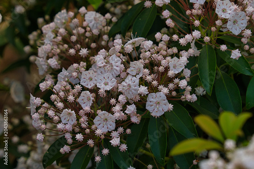 white flowers and buds of kalmia
