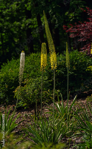 Eremurus flowers yellow and white