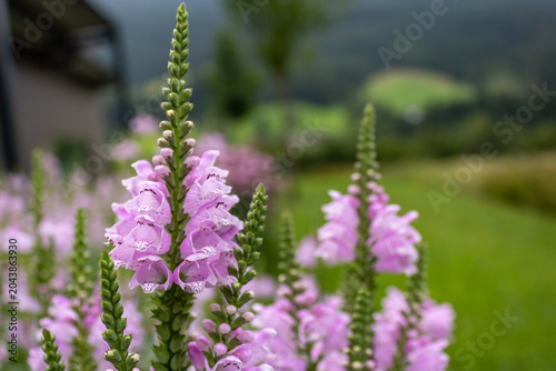 Tableau sur toile Pink obedient plant flower with soft bokeh background
