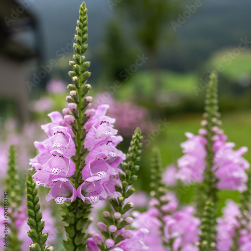 Photos Close up of pink obedient plant blossom (Physostegia virginiana) in summer garde