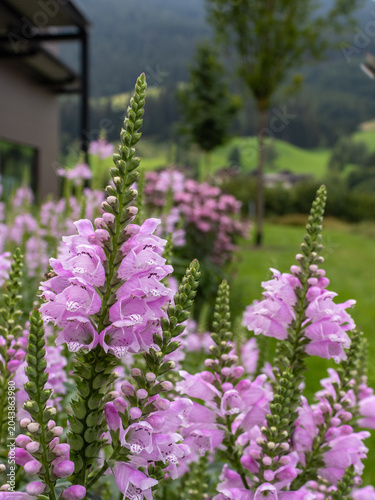 Konstfotografi Flower spike of obedient plant in natural garden setting