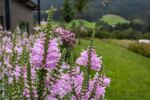 Quadro su tela Pink obedient plant flowers with blurred countryside background
