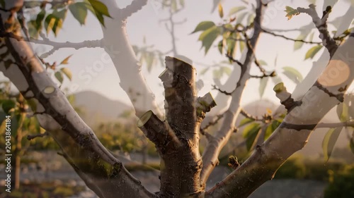 A freshly pruned cherry tree in a rural orchard. Close-up tilt shot of cut branches and new spring growth at sunset. Horticulture and agriculture concept