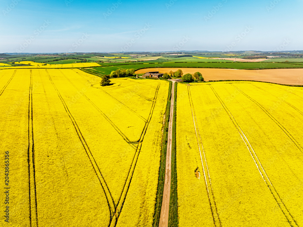Obraz premium Rapeseed fields and Farms over Bere Regis from a drone, Dorset, England
