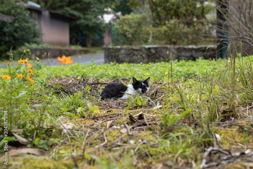 A black and white stray cat rests curled up in a patch of overgrown grass and weeds beside orange cosmos flowers, with a quiet rural road and houses blurred behind.