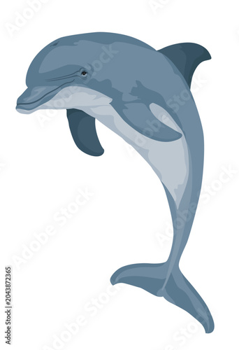 Εκτύπωση καμβά Dolphin