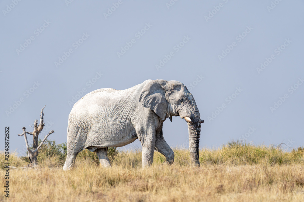 Fototapeta premium White elephant in Etosha, Namibia