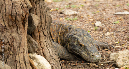 Komodo dragon portrait. Komodo National Park, Indonesia.
