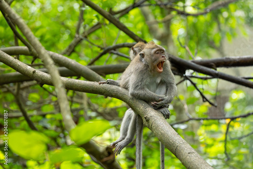 Photography Long-tailed or crab-eating macaque