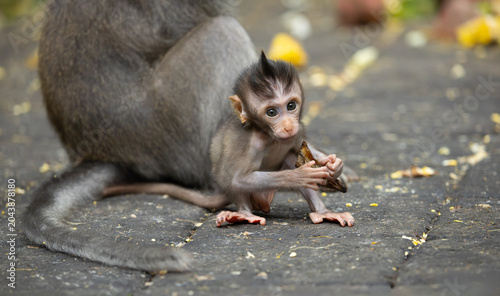 Canvas Print Long-tailed or crab-eating macaque