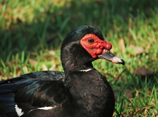 Muscovy duck with red caruncles on face rests near green grass. This large waterfowl has black plumage and white wing patches. Bird is alert with eye watching.