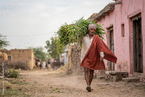 Indian farmer carrying bundle of green fodder in rural village