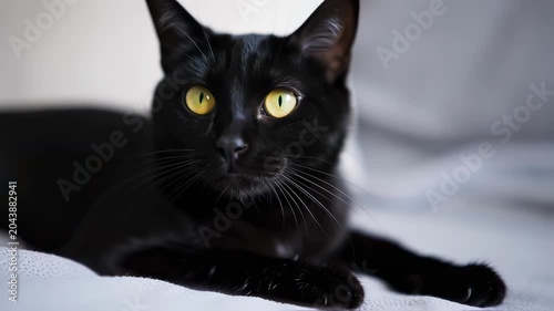 Close-up of a black cat resting on a light-colored surface