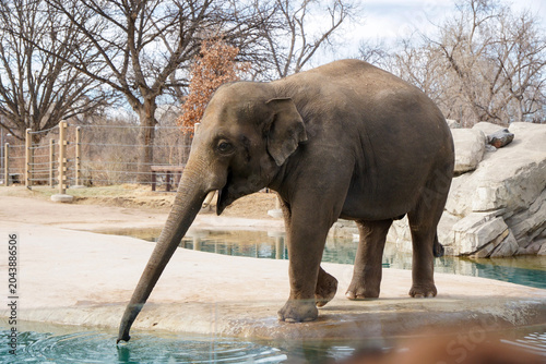 Denver Zoo, Denver, Colorado, USA - March 02, 2026: Elephant raising its trunk in a wildlife park habitat