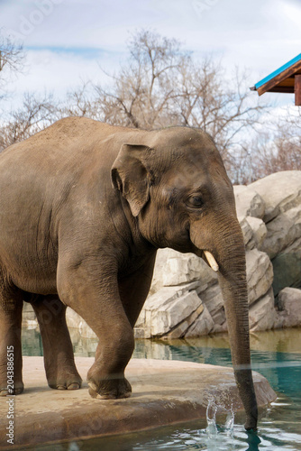 Denver Zoo, Denver, Colorado, USA - March 02, 2026: Elephant raising its trunk in a wildlife park habitat