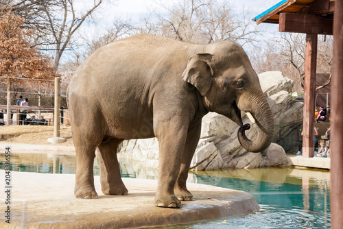 Denver Zoo, Denver, Colorado, USA - March 02, 2026: Elephant raising its trunk in a wildlife park habitat