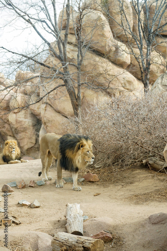 Denver Zoo, Colorado, USA - March 02, 2026: Lions resting in a rocky enclosure with dry trees in a wildlife park setting