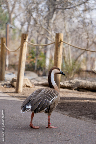 Single duck walking outdoors