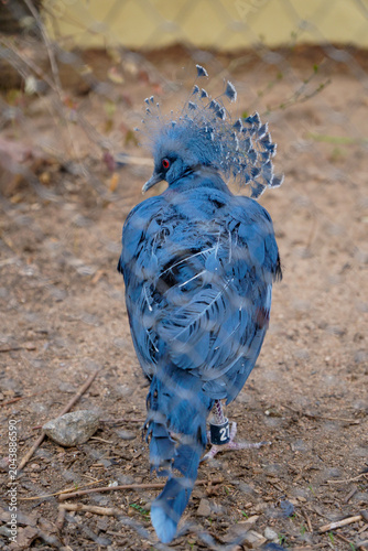 Close-up of crowned pigeon looking at camera