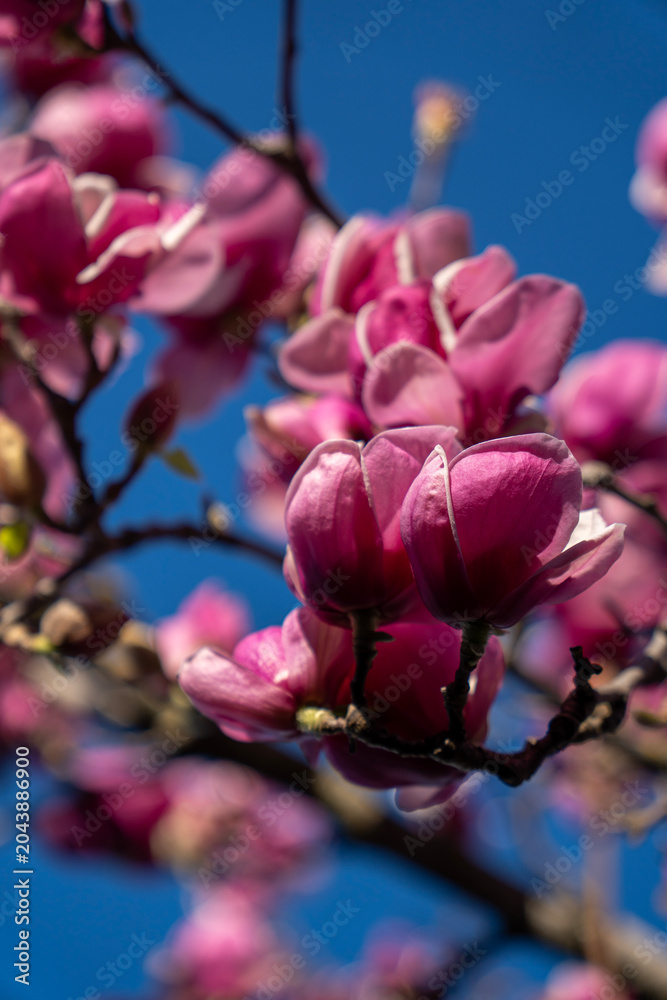 Fototapeta premium Pink magnolia blossoms on a branch against blue sky