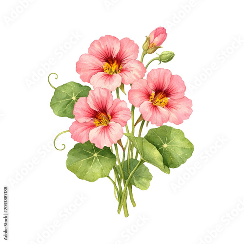 Watercolor pink nasturtium flowers isolated on transparent background 