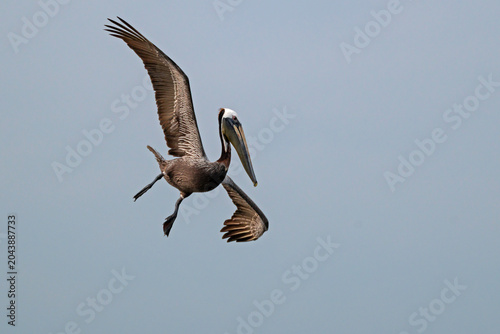 Fotografi Brown Pelican is about to begin its dive into the water.