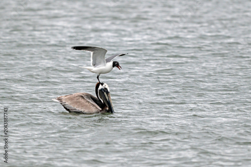 Fotografi Laughing Gull perched atop the head of a Brown Pelican floating in the water