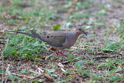 Mourning Dove foraging in sparse grass on sandy ground.