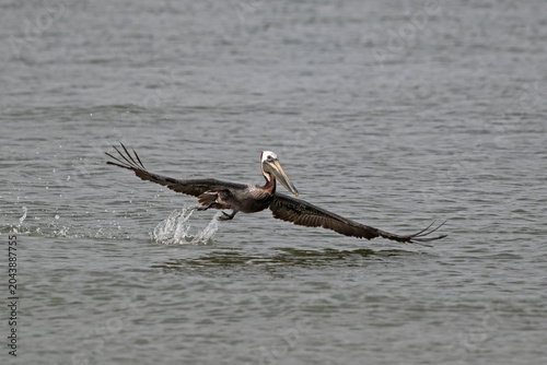 Brown Pelican lifting itself out of the water and into flight.