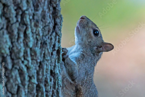Gray Squirrel, head and upper torso only, climbing a tree.