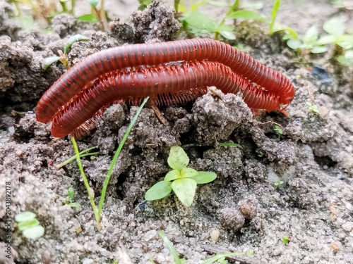 Quadro su tela A pair of millipedes are mating on the ground, reproducing with genitals called gonopods, and they reproduce by laying eggs