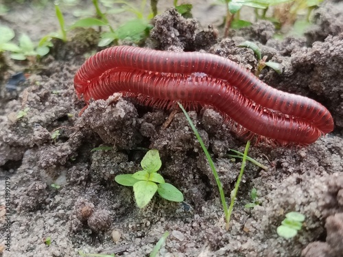 Foto A pair of millipedes are mating on the ground, reproducing with genitals called gonopods, and they reproduce by laying eggs