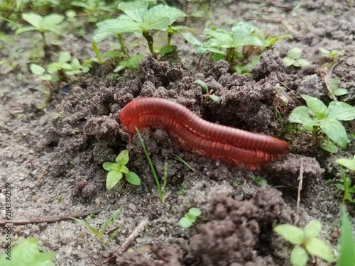 Cuadro en lienzo A pair of millipedes are mating on the ground, reproducing with genitals called gonopods, and they reproduce by laying eggs