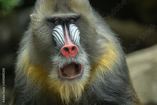 Photography Male mandrill portrait, Bronx Zoo. New York.