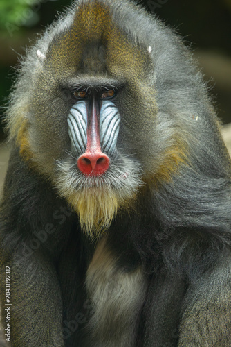 Canvas Print Male mandrill portrait, Bronx Zoo. New York.