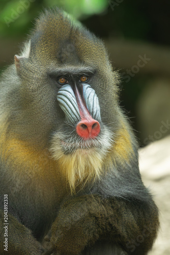 Photography Male mandrill portrait, Bronx Zoo. New York.