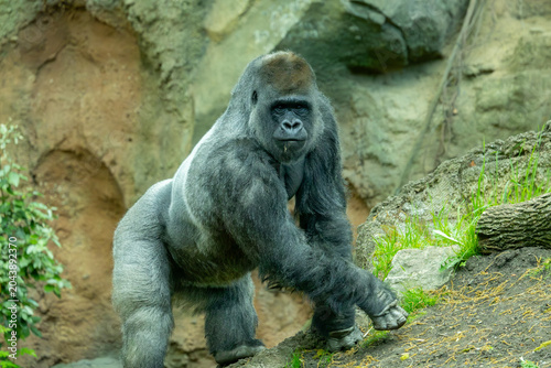 Photography Western lowland gorilla silverback in the Bronx Zoo, New York.