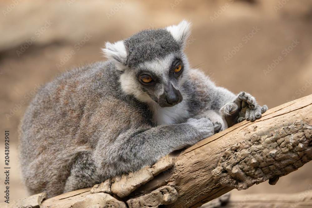 Fototapeta premium Ring-tailed lemur in the Bronx Zoo, New York