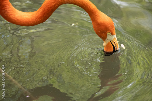 Photography American flamingo in the Bronx Zoo, New York