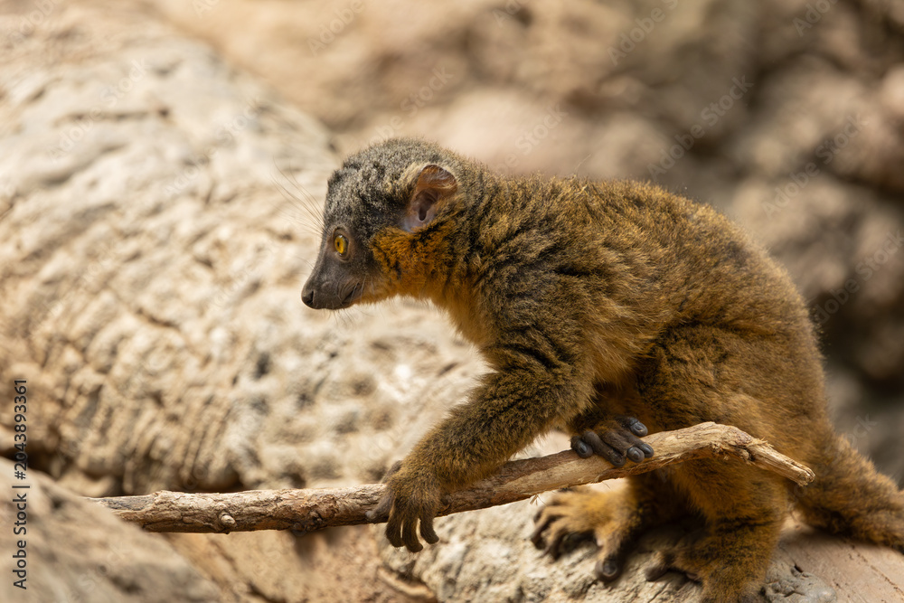 Obraz premium Common brown lemur in the Bronx Zoo, New York