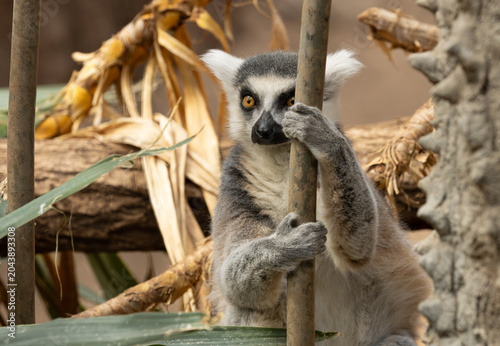 Vászonkép Ring-tailed lemur in the Bronx Zoo, New York