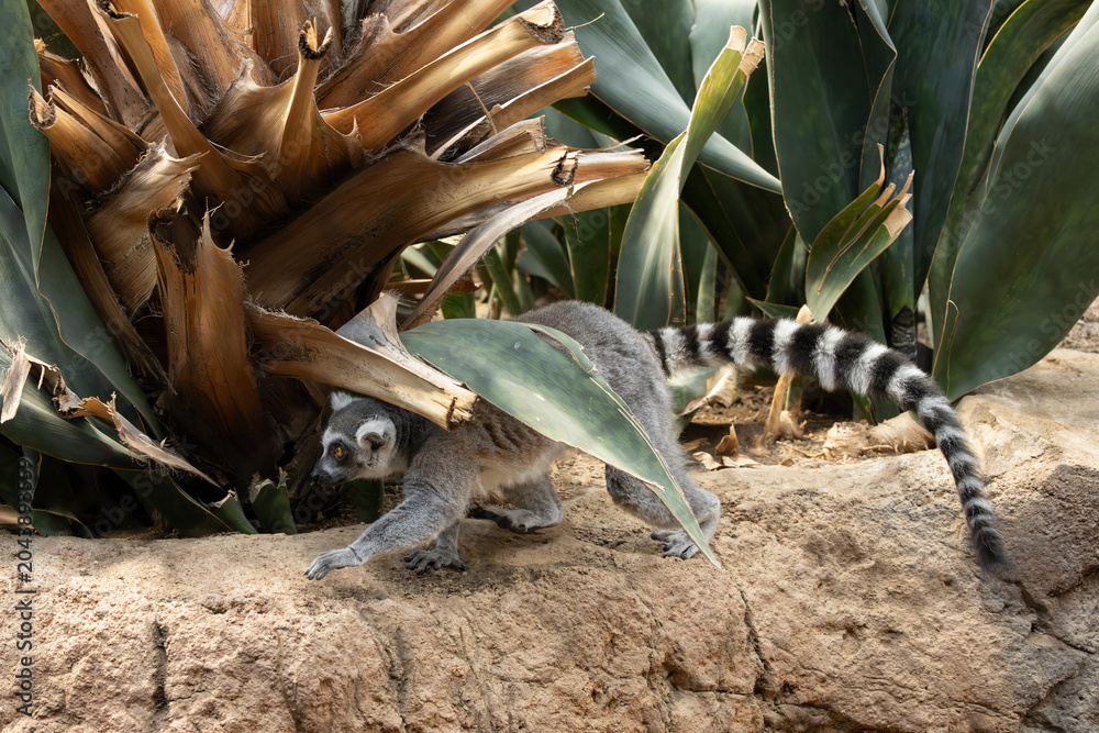 Obraz premium Ring-tailed lemur in the Bronx Zoo, New York