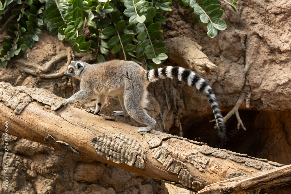 Obraz premium Ring-tailed lemur in the Bronx Zoo, New York