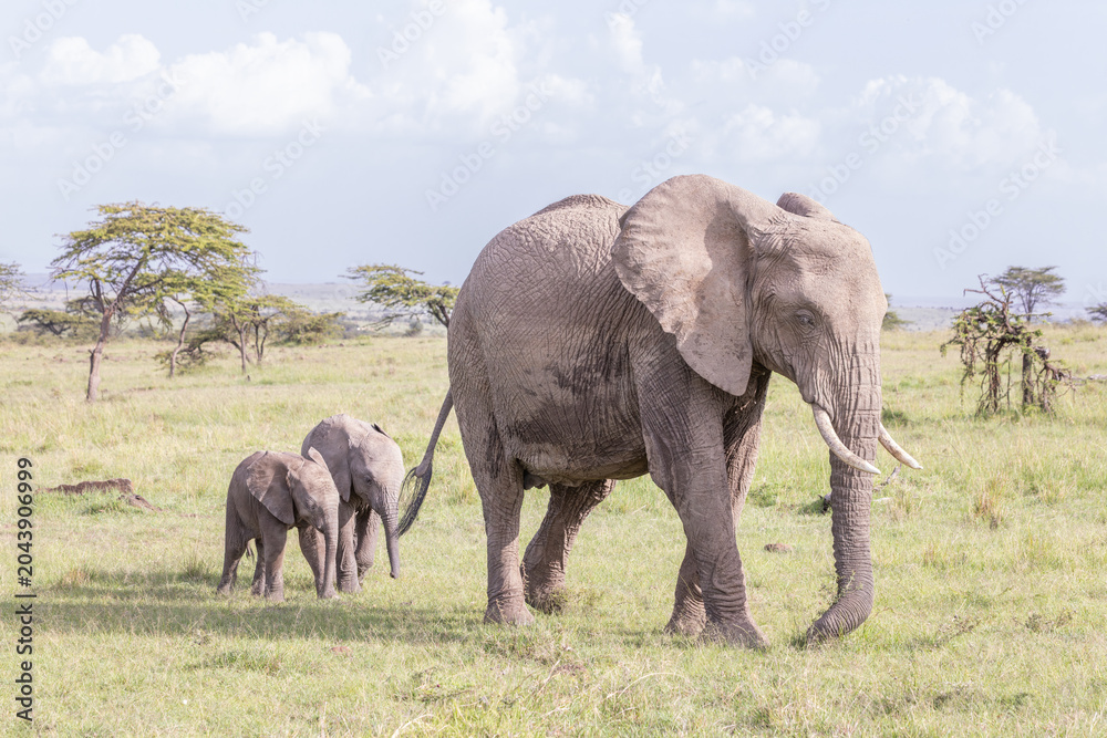 Fototapeta premium Elephant Buddies
