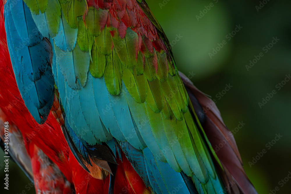 Obraz premium Scarlet Macaw Feathers Detailed Close Up Texture. Vibrant Scarlet Macaw Plumage Background. Exotic Parrot Feather Pattern Close Up.