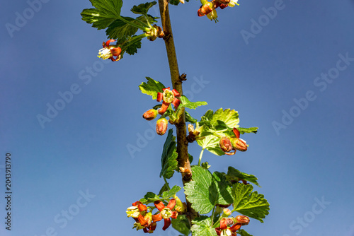 Bilde på lerret Ribes nidigrolaria branch showing axillary inflorescences and palmately lobed le